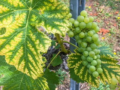 Promenade dans le vignoble neuchâtelois et dégustation de vins aux caves de Béroche