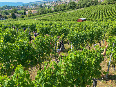 Coffret cadeau Promenade dans le vignoble neuchâtelois et dégustation de vins aux caves de Béroche