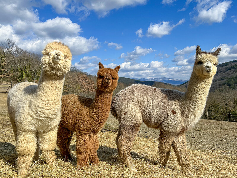 Una passeggiata con gli alpaca e visita in fattoria per tutta la famiglia