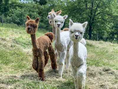 Cofanetto Una passeggiata con gli alpaca e visita in fattoria per tutta la famiglia