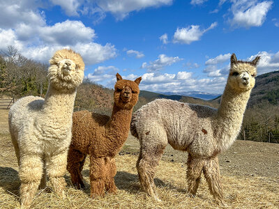 Nel verde della Toscana: passeggiata con gli alpaca e visita in fattoria per 3