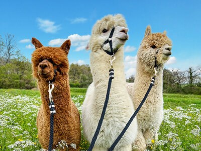 Cofanetto regalo Nel verde della Toscana: passeggiata con gli alpaca e visita in fattoria per 3