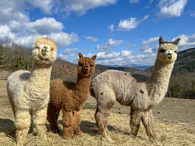 Cofanetto Emozioni per grandi e piccoli: una passeggiata con gli alpaca e visita in fattoria