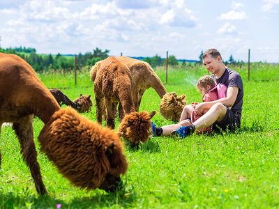 Cofanetto regalo Emozioni per grandi e piccoli: una passeggiata con gli alpaca e visita in fattoria