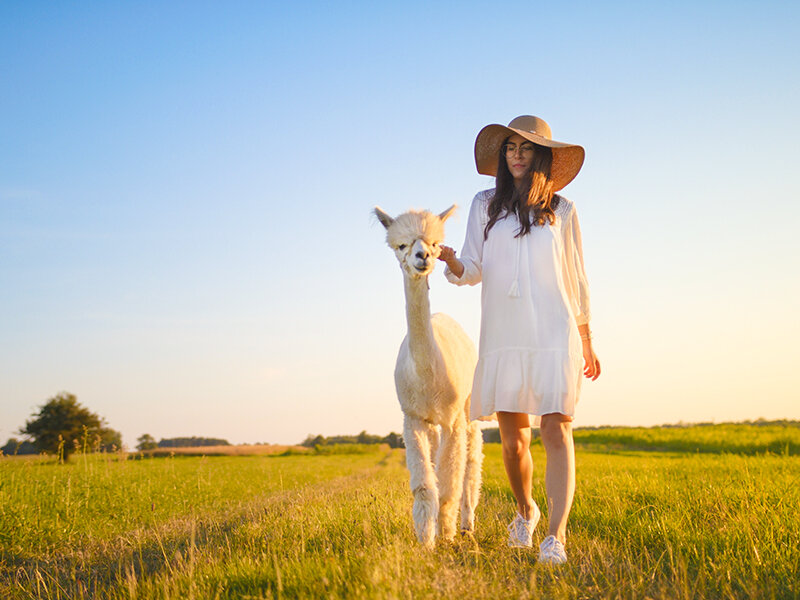 In Toscana a passo di alpaca: visita in fattoria e passeggiata di 1 ora per 2