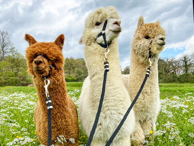 Cofanetto In Toscana a passo di alpaca: visita in fattoria e passeggiata di 1 ora per 2