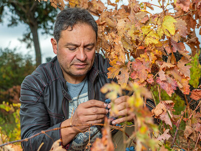 Caja Bodegas Palacio de Lerma: visita a los viñedos y bodega con cata