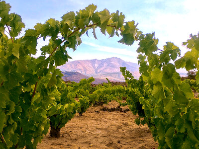 Caja Visita guiada y cata con maridaje en 10 Delirios Bodegas y viñedos