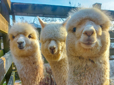 Cofanetto Passeggiata con gli alpaca nella Val di Cembra e degustazione enologica