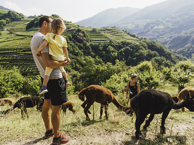 Cofanetto Tra il verde e gli alpaca: una divertente attività di famiglia in Trentino Alto Adige