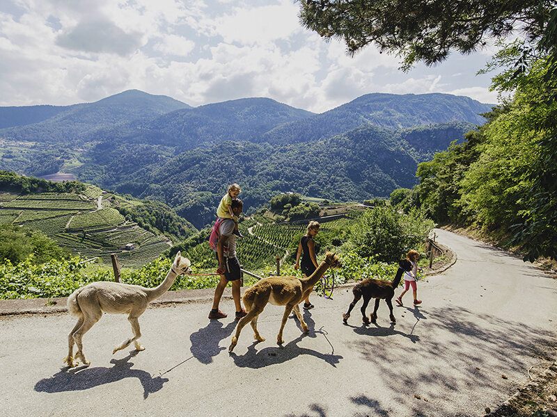 Tra il verde e gli alpaca: una divertente attività di famiglia in Trentino Alto Adige