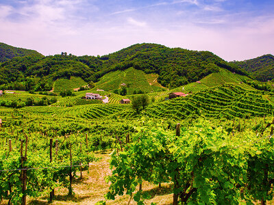 Cofanetto regalo Enologia in Veneto: visita e degustazione con 1 o 2 bottiglie di vino