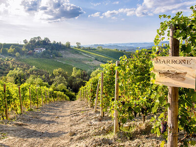 Cofanetto Passeggiata tra le vigne toscane: visita alla cantina con degustazione e bottiglia per 2