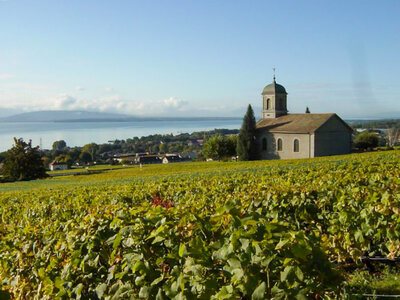 Coffret Dégustation de vins et de produits locaux avec cadeau offert à Mont-sur-Rolle