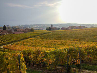 Verkostung von Weinen und lokalen Produkten mit Geschenk in Mont-sur-Rolle