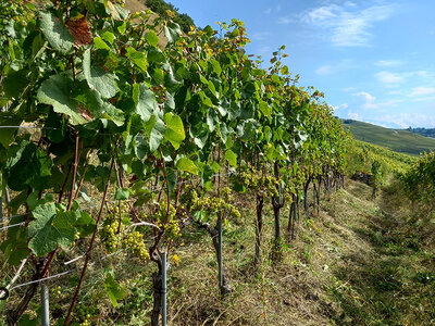 Coffret cadeau Dégustation de vin en duo avec planche à partager et balade dans les vignes près de Sion