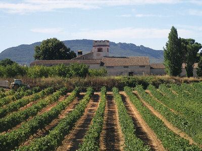 Experiencia enoturística en Catalunya: 1 visita a bodega y cata