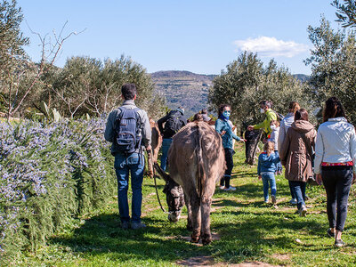 Cofanetto 1 passeggiata con gli asini e briefing introduttivo incluso per 5 persone