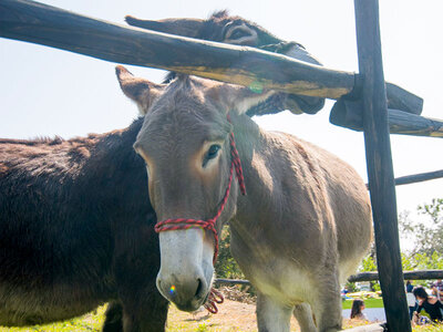 1 passeggiata con gli asini e briefing introduttivo incluso per 5 persone