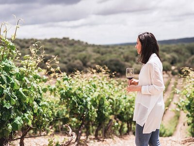 Visita a la bodega Monte La Reina y cata a ciegas con maridaje para 2