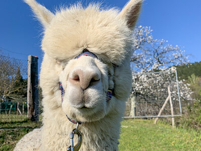 Cofanetto Picnic in famiglia con gli alpaca: visita e souvenir per 2 adulti e 2 bambini