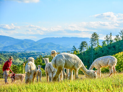 Cofanetto regalo Visita agli alpaca in famiglia: picnic e souvenir per 2 adulti e 1 bambino