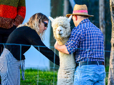 Picnic con gli alpaca in Toscana