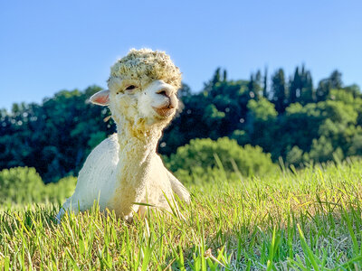 Cofanetto regalo Picnic con gli alpaca in Toscana