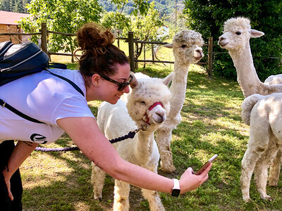 Visita in famiglia all'allevamento di alpaca per 2 adulti e 1 bambino