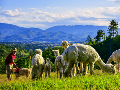 Cofanetto Visita in famiglia all'allevamento di alpaca per 2 adulti e 1 bambino