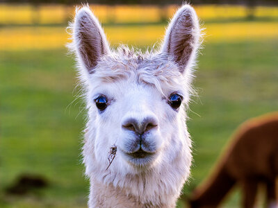 Cofanetto regalo Visita in famiglia all'allevamento di alpaca per 2 adulti e 1 bambino