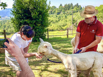 Cofanetto regalo Gita con gli alpaca in Toscana per 2 adulti e 2 bambini