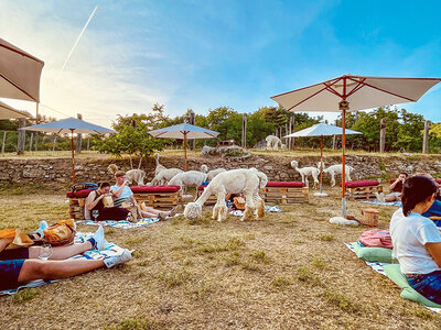 Cofanetto regalo Picnic in famiglia con gli alpaca: visita e souvenir per 2 adulti e 2 bambini