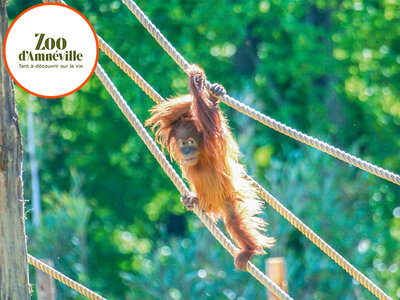 Coffret cadeau Journée découverte au Parc Zoologique d'Amnéville pour 5 personnes