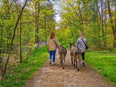 Cadeaubon Wandeling met 2 ezels nabij Utrecht