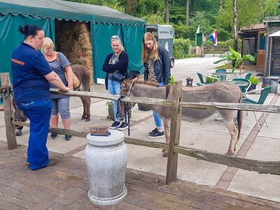 Doos Wandeling met 2 ezels nabij Utrecht