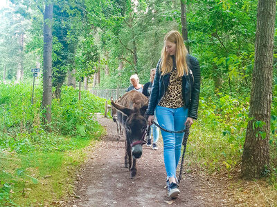 Cadeaubon Wandeling met 1 ezel nabij Utrecht