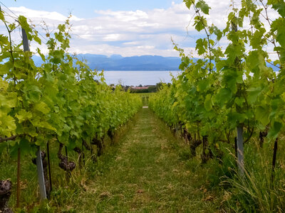 Coffret cadeau Dégustation de 4 vins pour 2, visite guidée des caves et bouteille à emporter dans le vallon de l'Aubonne