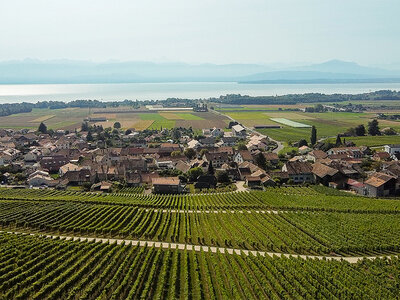 Coffret Dégustation de 11 vins, visite des caves, collation et bouteille offerte à Gilly