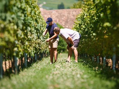 Dégustation de 11 vins, visite des caves, collation et bouteille offerte à Gilly
