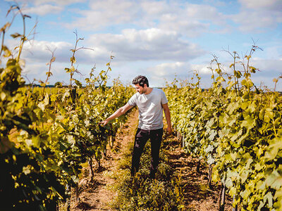 Coffret Visite et dégustation de vins en duo près de Versailles