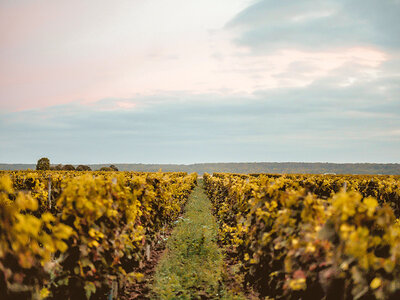 Coffret cadeau Visite et dégustation de vins en duo près de Versailles