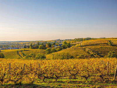 Cofanetto regalo Tra le verdi colline di Firenze: 1 notte in camera Deluxe con ingresso all'area spa