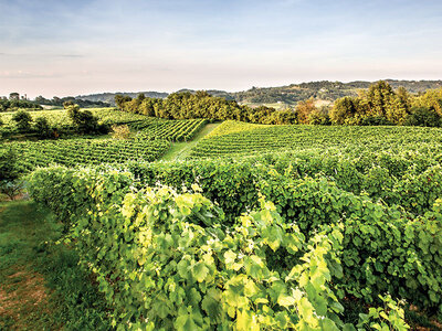 Cofanetto Magia in B&B: 1 notte con degustazione di vini in Italia