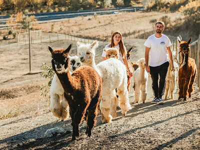 Cofanetto regalo Passeggiata coccolosa: slow trekking con alpaca a Siena per 2 adulti e 2 bambini