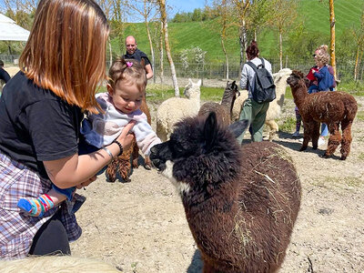 Cofanetto Passeggiata coccolosa: slow trekking con alpaca a Siena per 2 adulti e 2 bambini