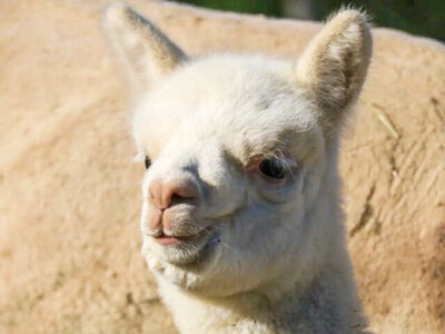 Passeggiata coccolosa: slow trekking con alpaca a Siena per 2 adulti e 2 bambini