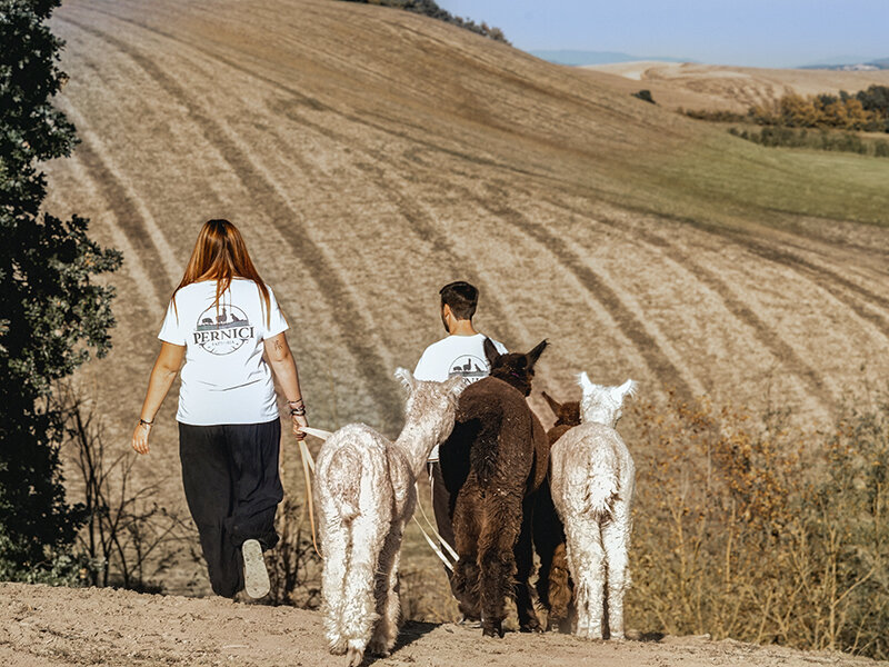 Slow trekking con alpaca nelle campagne sienesi per 2 adulti