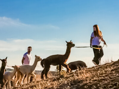 Slow trekking con alpaca nelle campagne sienesi per 2 adulti