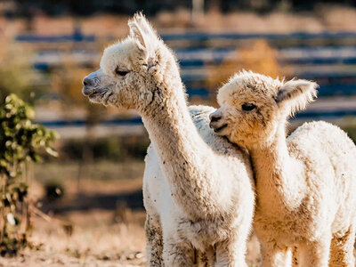 A spasso con gli alpaca: slow trekking in una fattoria per 2 adulti e 1 bambino